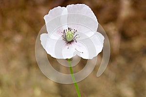 Fragile white flower close-up. Unsteady Bud with petals. Macro photo of a white flower on a thin stem