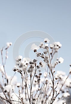 Fragile winter reeds