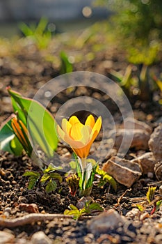 A fragile yellow crocus flower on the soil in the rays of the sun.