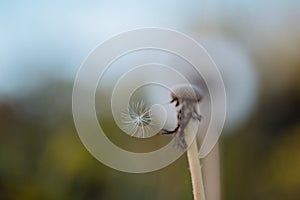 Fragility. Dandelion flower seeds blowing away. Wild dandelion on summer day. Taraxacum flower on nature landscape