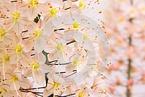 Fragility pink flowers