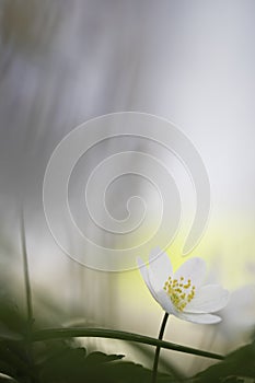 Fragility - wood anemone wild flower