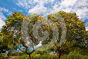 Fragipani Tree in blooms