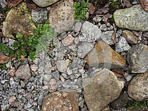 Fragment. abstract background, texture - an old road paved with natural wild glacial stone, overgrown with grass and moss.