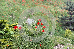 Fragment of an alpine slide with wild red poppies in the botanical garden of Kiev, Ukraine.