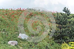 Fragment of an alpine slide with wild red poppies in the botanical garden of Kiev, Ukraine.