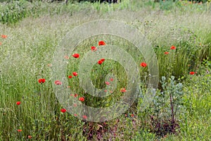 Fragment of an alpine slide with wild red poppies in the botanical garden of Kiev, Ukraine.