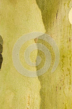 A fragment of the bark of a young tree sycamore Oriental lat. Platanus orientalis, Chinar, Chinar. Close-up of the structure and