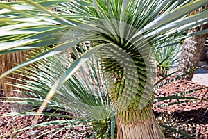 A fragment of a beautiful park with Yucca rostrata palms on a bright sunny day.