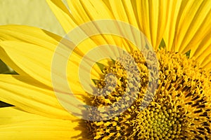 Fragment of a beautiful yellow blooming sunflower. Close up of petals, stamens and pistils. Sunlighted. Macro.