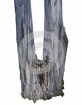 Bifurcated eucalyptus tree trunk