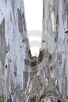 Bifurcated eucalyptus tree trunk