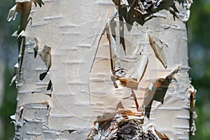 Fragment of birch tree trunk close-up on summer background in sunny weather