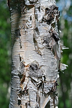 Fragment of birch tree trunk close-up on summer background in sunny weather