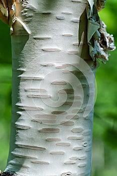 Fragment of birch tree trunk on summer close-up background in sunny weather