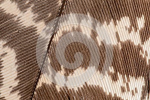 Fragment of bird feather. a feather texture, macro. Spots and brown of wild duck feather