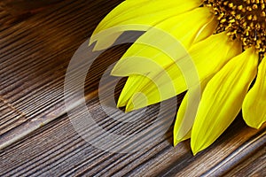Fragment of a blooming sunflower, petals and a core, on a wooden surface from pine boards. Copyspace