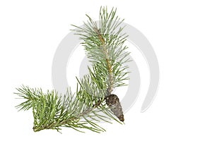 Fragment of a branch of coniferous tree with green needles and cones, isolate on white