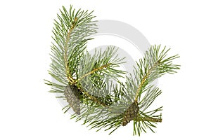 Fragment of a branch of coniferous tree with green needles and cones, isolate on white