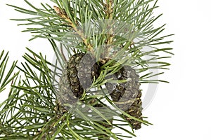 Fragment of a branch of coniferous tree with green needles and cones, isolate on white