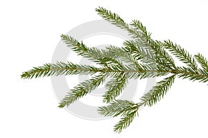 Fragment of a branch of coniferous tree with green needles , isolate on white