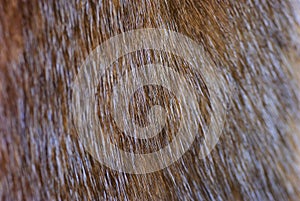 Fragment of brown mink fur