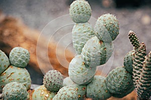 Fragment of cactus Tephrocactus geometricus on gray background.