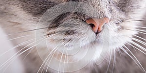 Fragment of a cat's muzzle: nose and moustaches