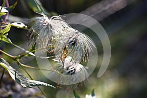 Fragment of a clematis after blossoming.