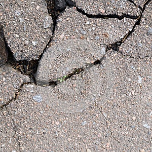 Fragment of a cracked asphalt