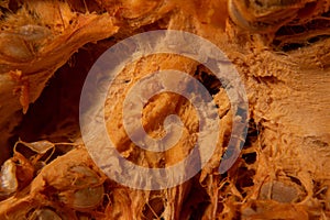 Fragment of a cross section of a pumpkin. Background, abstraction