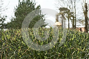 A fragment of a curb from a clipped shrub. The view is straight. Selective focus