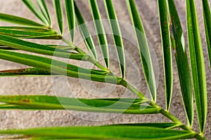 Fragment of date palm leaf