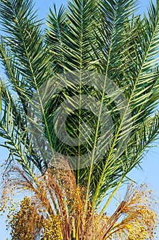 A fragment of a date palm tree with leaves and fruits, lit by the sun,  in the background a blue cloudless sky.