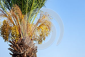 A fragment of a date palm tree with leaves and fruits, lit by the sun,  in the background a blue cloudless sky.