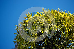 Fragment of a european mistletoe plant