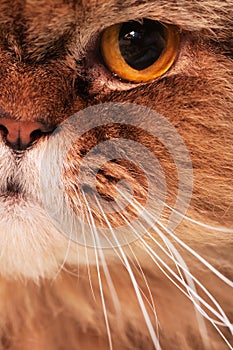 Fragment of the face of the Persian cat close up.