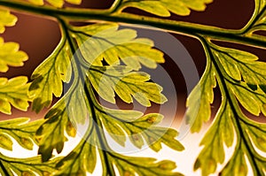 Fragment of a fern leaf at home photo