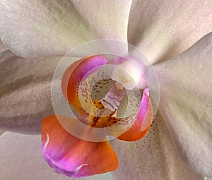 Fragment of flower of beautiful orchid Phalaenopsis