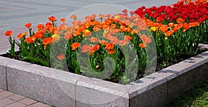 Fragment of a Flower Bed with Tulips