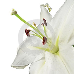 Fragment of a flower of a white fragrant garden lily, closeup