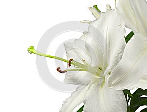 Fragment of a flowering plant of a beautiful white garden fragrant lily