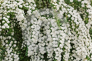 Fragment of the flowering spiraea bush, background