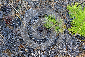 Fragment of forest soil dry needles and cones and a young sprout of pine