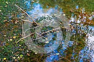 Fragment of a forest stream.