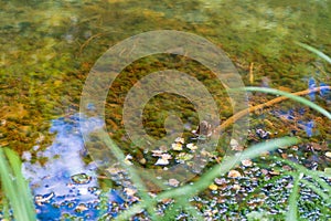 Fragment of a forest stream. Reflection of the forest in the water