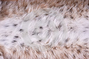 Fragment of fur of Siberian wild lynx