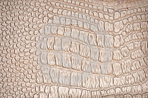 A fragment of genuine reptile skin with a characteristic pattern of pale beige