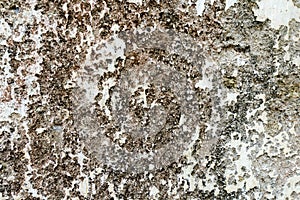 Fragment of a gray concrete wall with small white stones. texture for background.