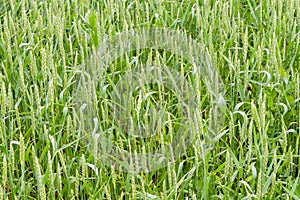 A fragment of a green wheat field as an agricultural background